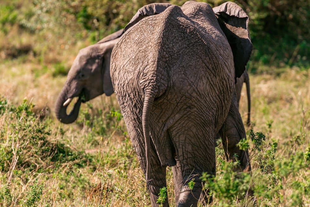 Lost in the Wild: Safari Adventures in Africa