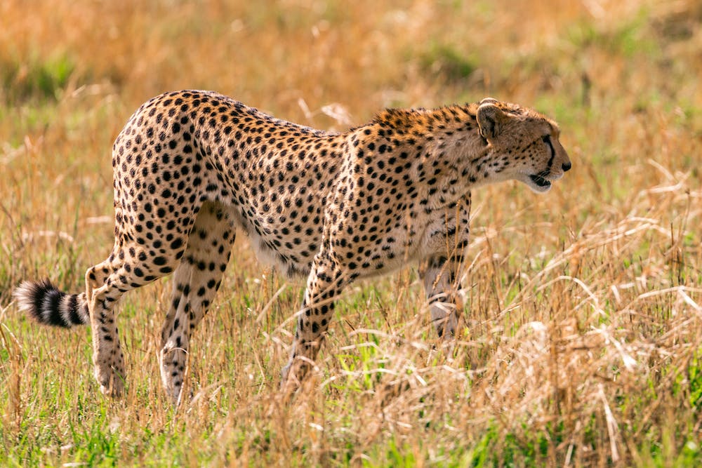 Lost in the Wild: Safari Adventures in Africa
