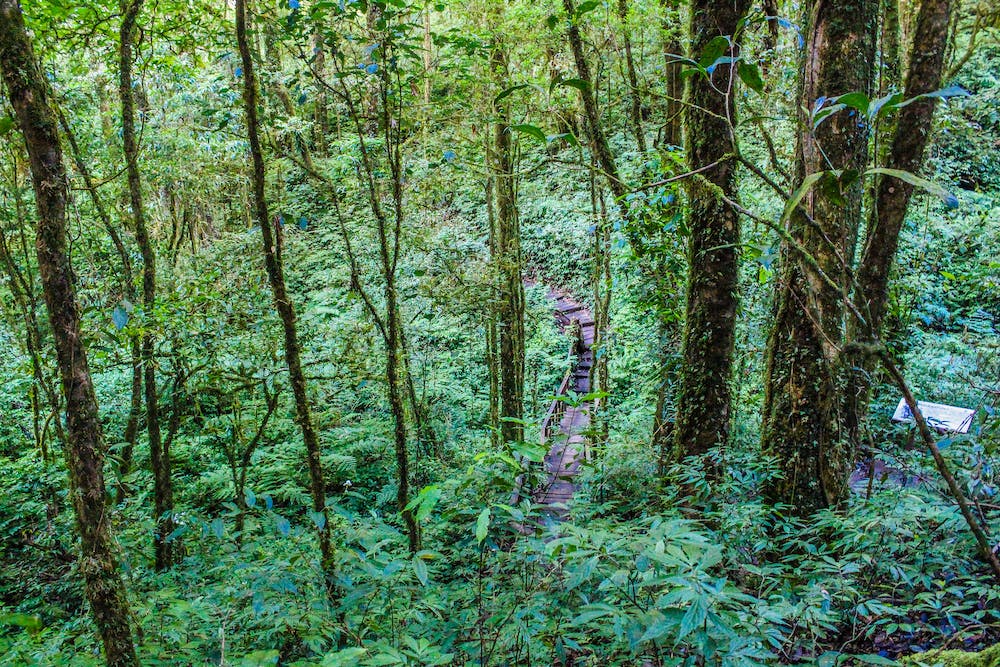 Hiking Through the Rainforest: Unveiling Nature’s Beauty